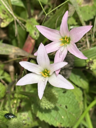 Zephyranthes rosea