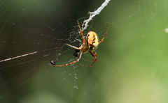 Novaranea queribunda