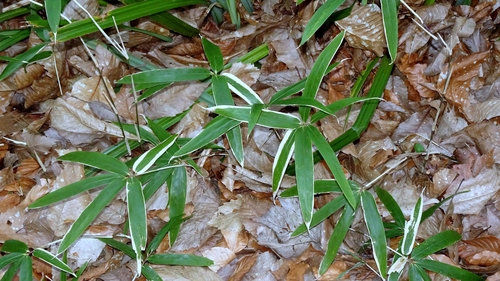 Sasa veitchii, photograph 6