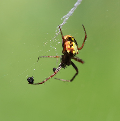 Novaranea queribunda