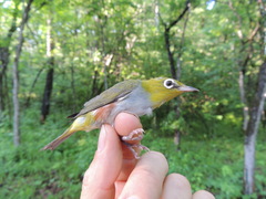 Zosterops erythropleurus