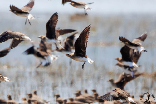 Black-winged Pratincole, Nkangala District Municipality, South Africa, photo 9 of 10