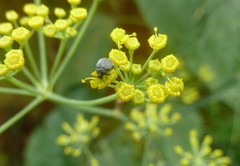 Brassicogethes aeneus