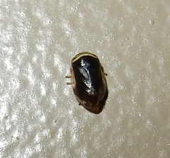 Clastoptera testacea