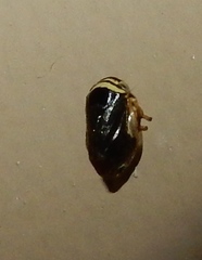 Clastoptera testacea