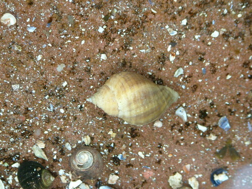 Atlantic Dogwhelk