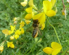 Megachile centuncularis