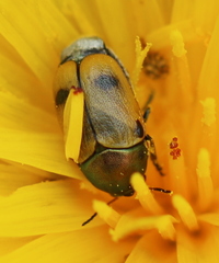 Cryptocephalus laetus