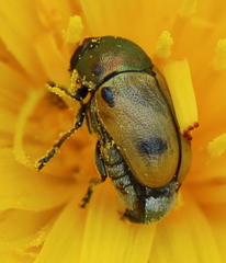 Cryptocephalus laetus