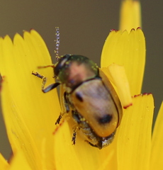 Cryptocephalus laetus