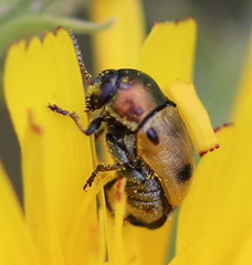 Cryptocephalus laetus