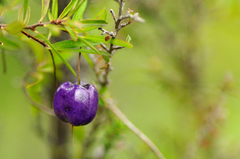 Billardiera longiflora