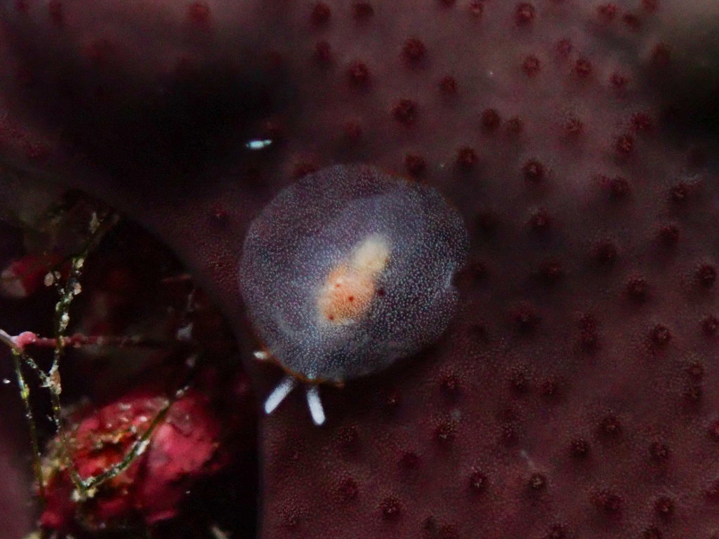 Warty Sidegill Slug