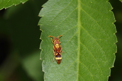 Ropalidia fasciata