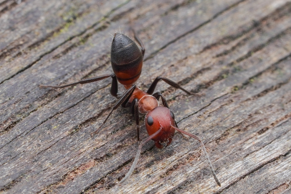 Camponotus inquilinus