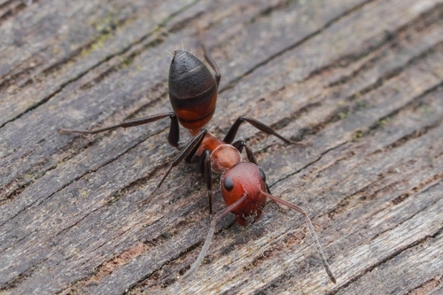 Camponotus concurrensCamponotus concurrens