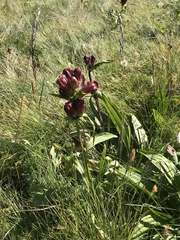 Gentiana purpurea