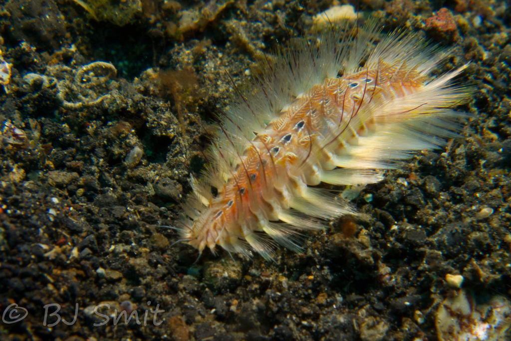 Chloeia amphora