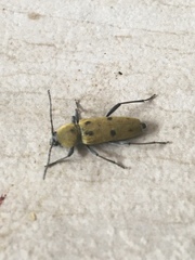 Chlorophorus glabromaculatus