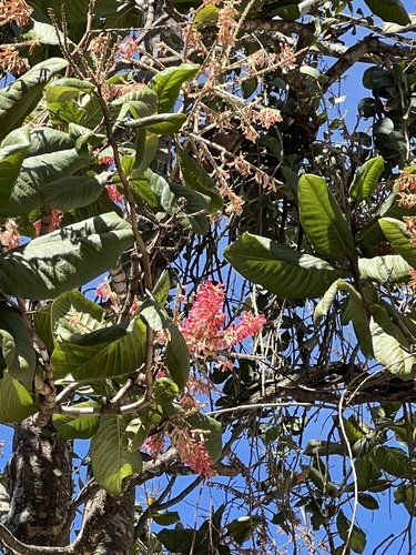 Foto de Pau-formiga