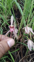Cymbidium macrorhizon