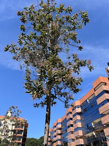 Foto de Pau-formiga