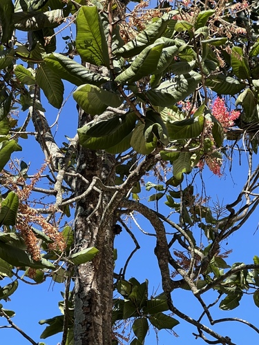 Foto de Pau-formiga