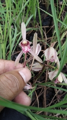 Cymbidium macrorhizon