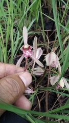 Cymbidium macrorhizon