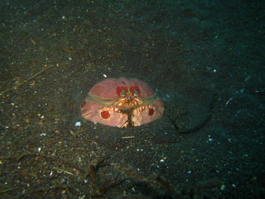 Spectacled Box Crab