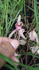Cymbidium macrorhizon