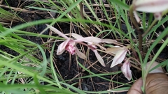 Cymbidium macrorhizon