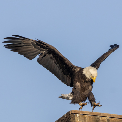 Bald Eagle photographed in Arizona