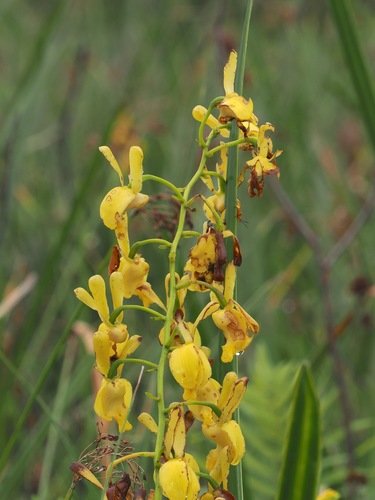 Image of Eulophia angolensis by (c) desertnaturalist, some rights reserved (CC BY)