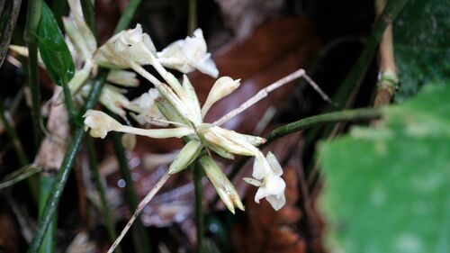 Foto de Maranta-zebrina