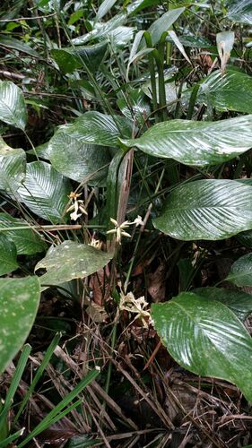 Foto de Maranta-zebrina