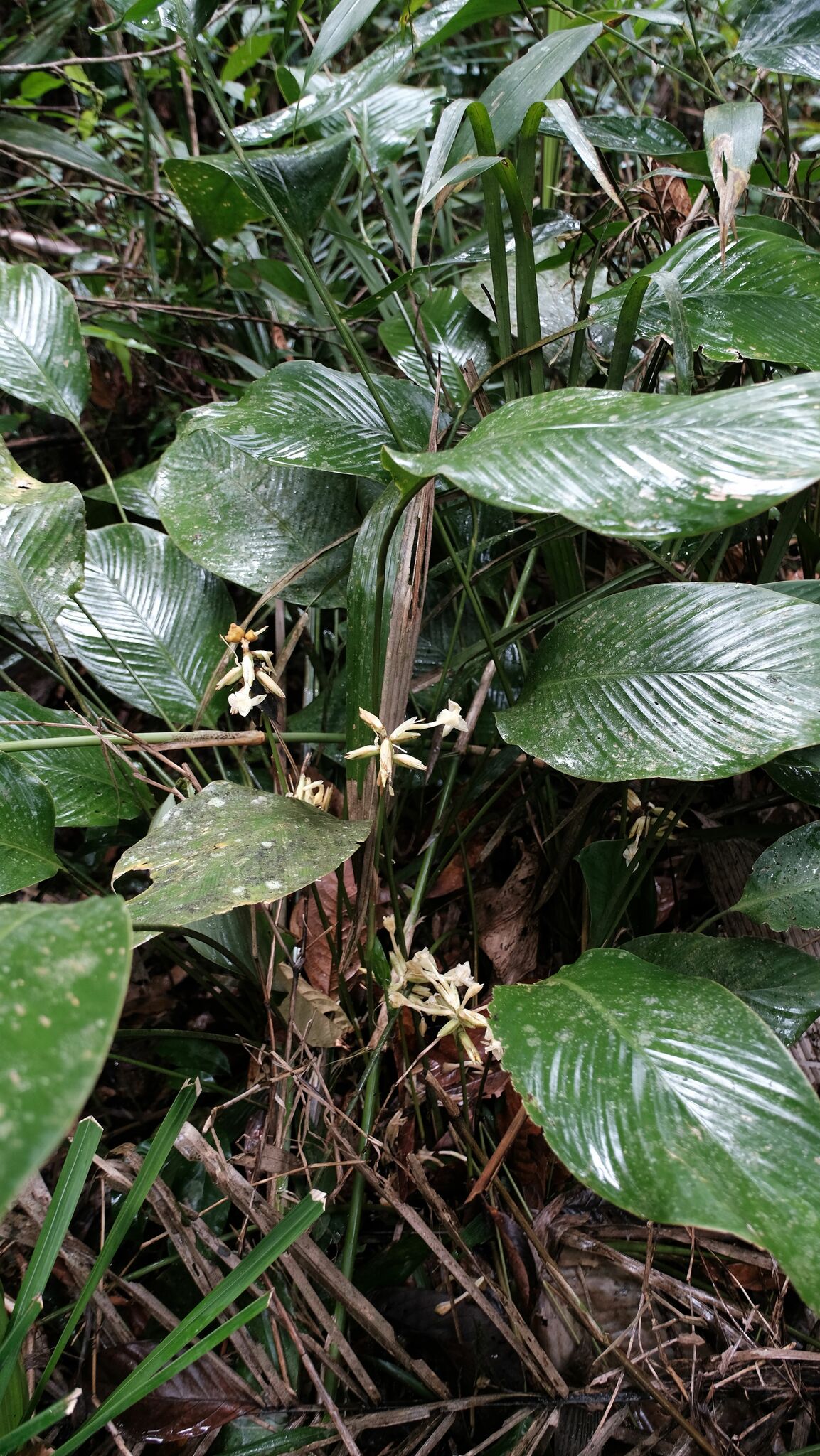 Imagem de Maranta-zebrina