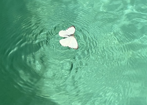 Great Southern White photo 5