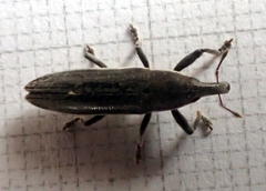 Lixus juncii
