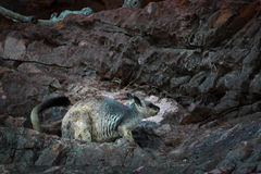 Petrogale brachyotis