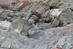 Petrogale brachyotis