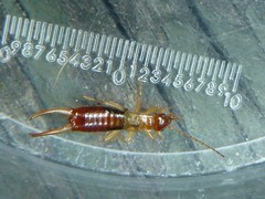 Apterygida albipennis