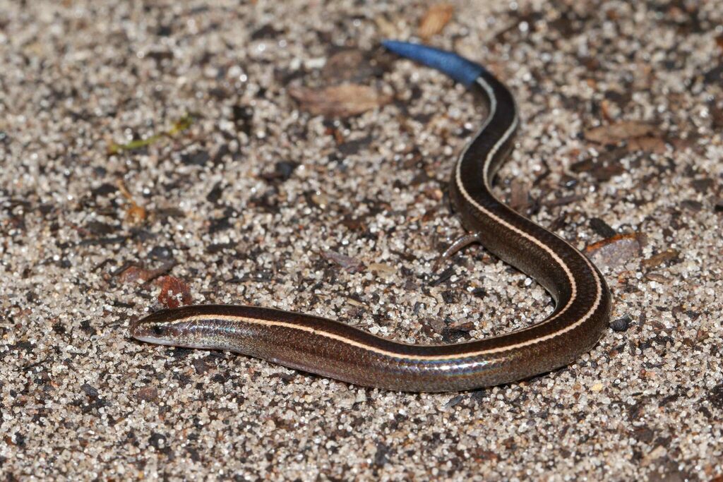 Dutton's Burrowing Skink