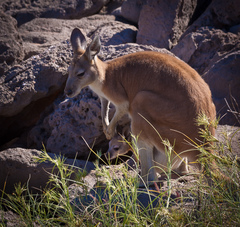 Osphranter robustus erubescens