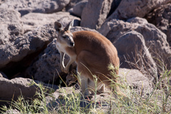 Osphranter robustus erubescens