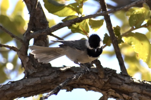 Mexican Chickadee (Poecile sclateri), photo 2