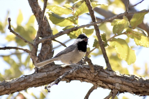 Mexican Chickadee (Poecile sclateri)