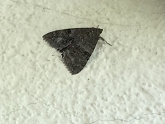 Catocala nupta