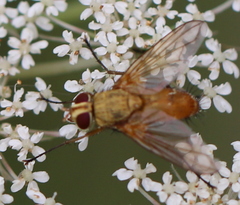 Leskia aurea