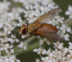 Leskia aurea